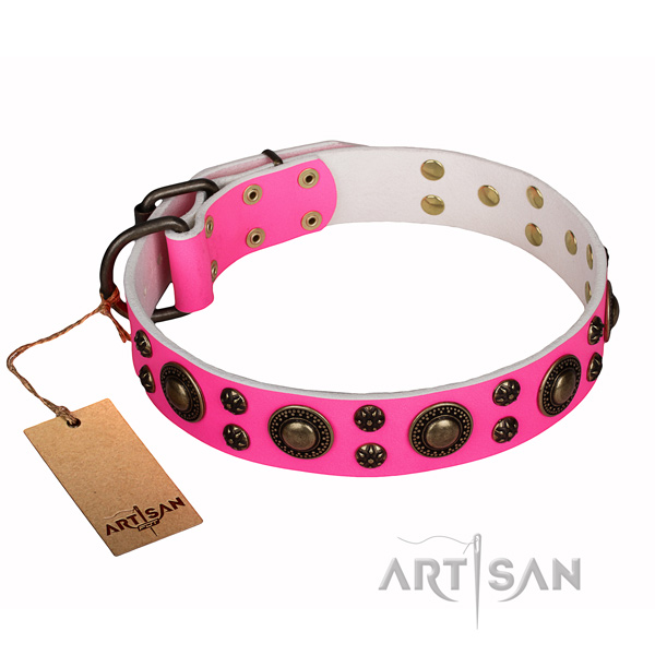 Walking dog collar of reliable full grain leather with embellishments