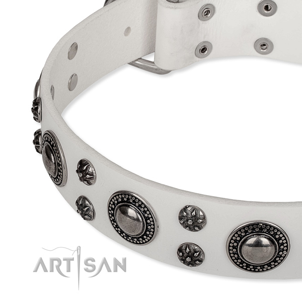 Walking studded dog collar of best quality leather