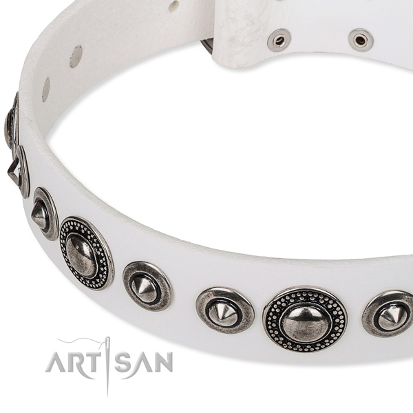 Walking embellished dog collar of quality full grain leather