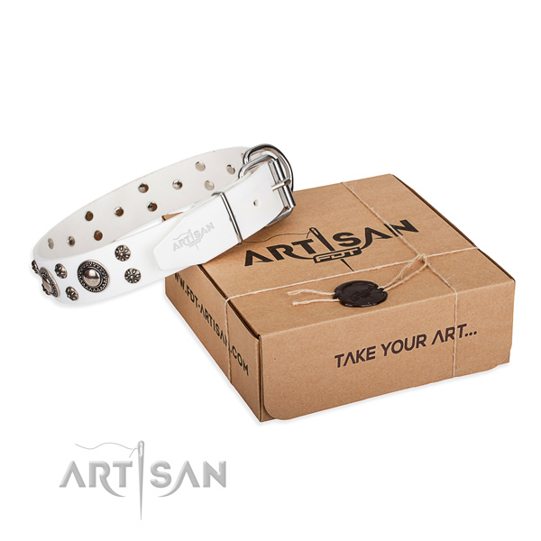 Fancy walking dog collar of quality leather with embellishments