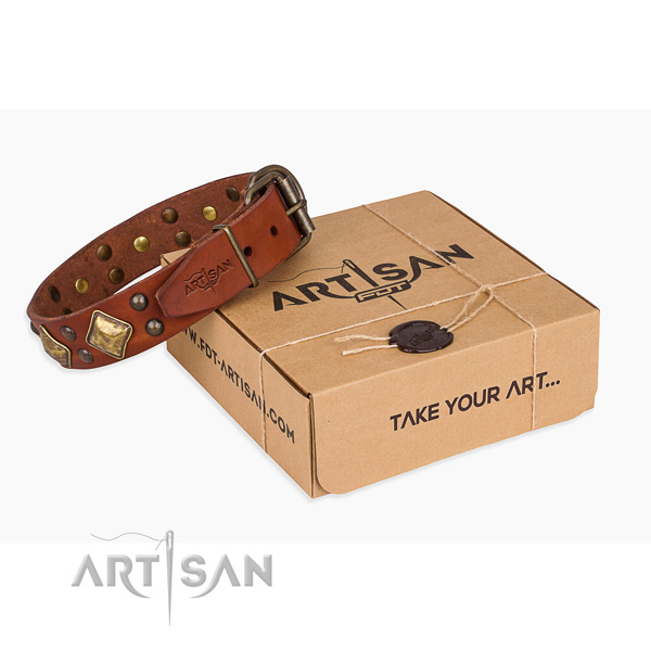 Everyday walking dog collar with Top notch corrosion resistant studs