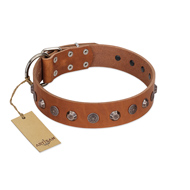 "Silver Age" Fashionable FDT Artisan Tan Leather Mastiff Collar with Silver-Like Studs
