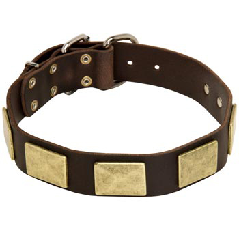 Leather Mastiff Collar with Fashionable Studs