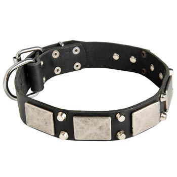 Studded Leather Mastiff Collar