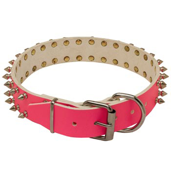 Designer Collar for Female Mastiff