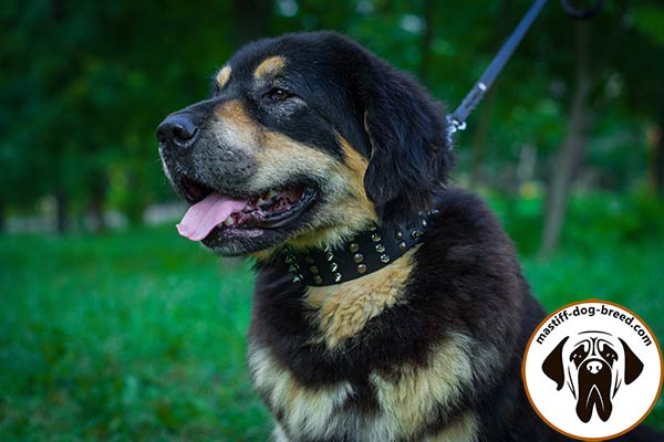 Extra wide leather Mastiff collar with shiny spikes and rusted half-spheres