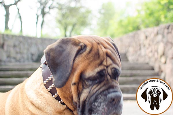 Unmatchable extra wide leather canine collar for Bullmastiff with pyramids
