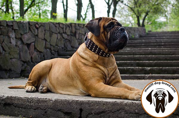 4 rows studded leather dog collar for Bullmastiff