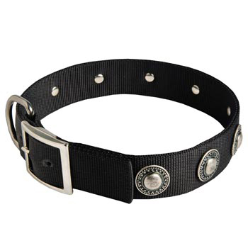 Mastiff Dog Nylon Collar Steel Nickel Plated Conchos