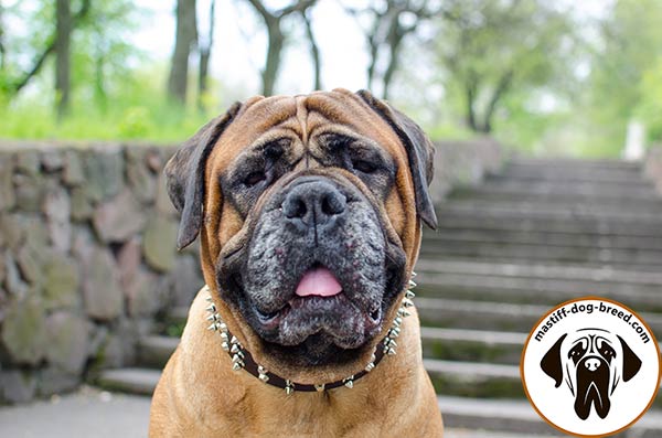 Comfortable leather Bullmastiff collar