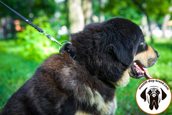 Wide leather Mastiff collar