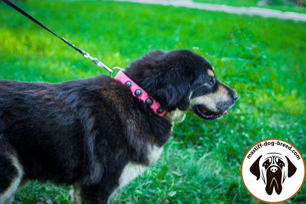 Universal pink leather Mastiff collar
