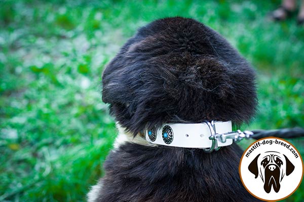 Decorated white leather Mastiff collar