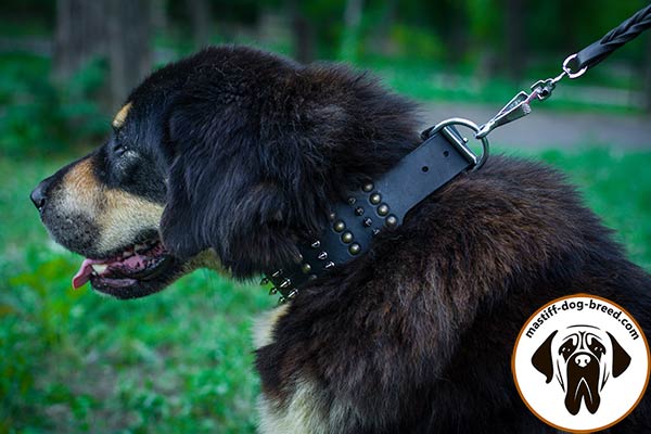 Super strong leather Mastiff collar with nickel plated fittings