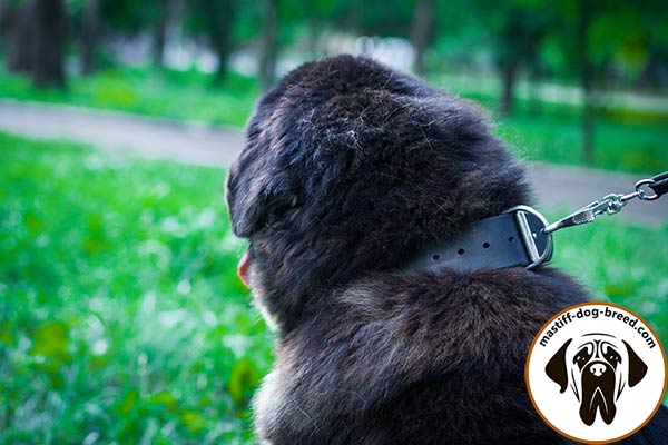 Leather Mastiff collar with classical nickel plated buckle