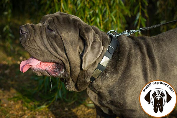 Hand-decorated leather Mastino Napoletano collar