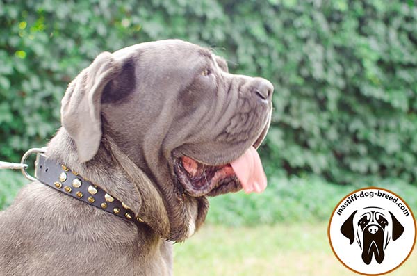 Catchy leather Mastino Napoletano collar