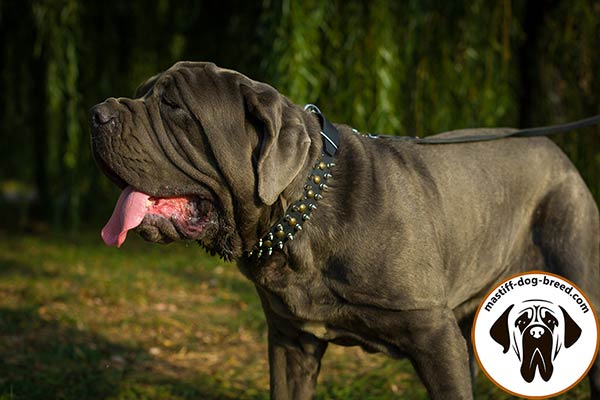 Comfortable leather Mastino Napoletano collar