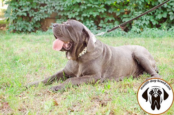 Dog-friendly leather Mastino Napoletano collar