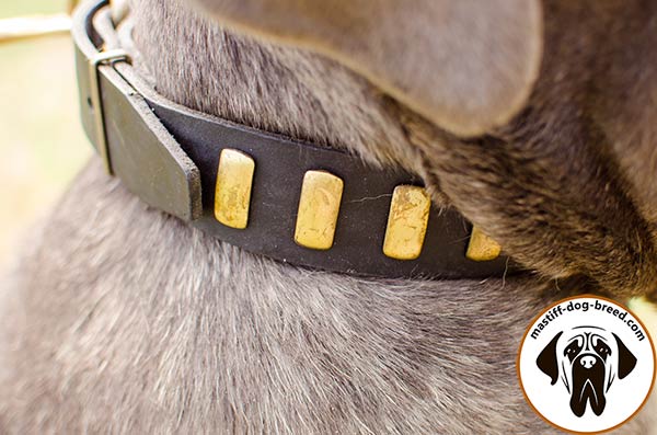 Trendy leather Mastino Napoletano collar - close-up