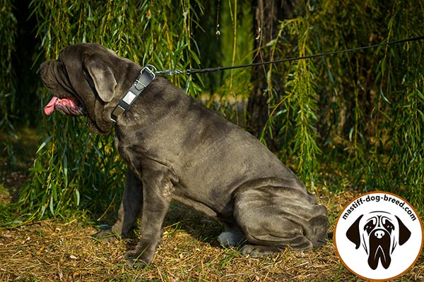Well-made leather Mastino Napoletano collar
