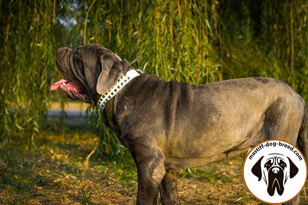 Hand-studded leather Mastino Napoletano collar