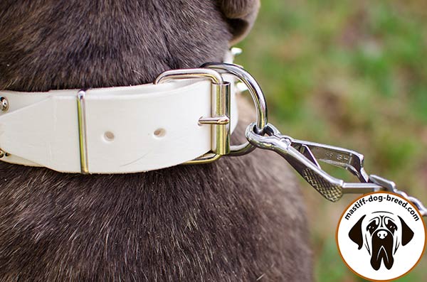 Leather Mastino Napoletano collar with reliable nickel plated buckle and D-ring