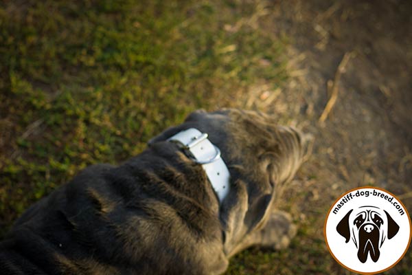 Durable leather Mastino Napoletano collar with nickel plated hardware