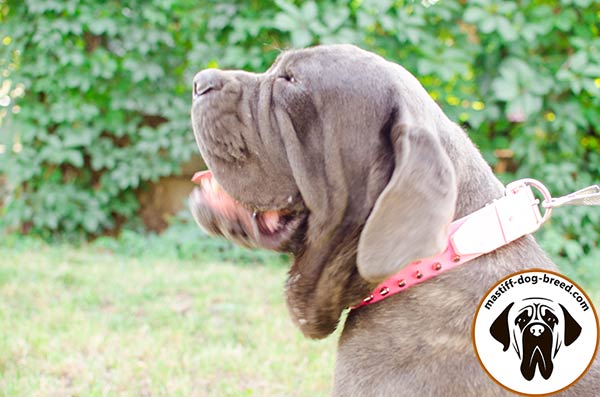 High quality leather Mastino Napoletano collar with nickel plated spikes