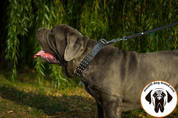 A-class leather Mastino Napoletano collar with mixed adornment