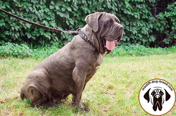 Top-quality leather Mastino Napoletano collar