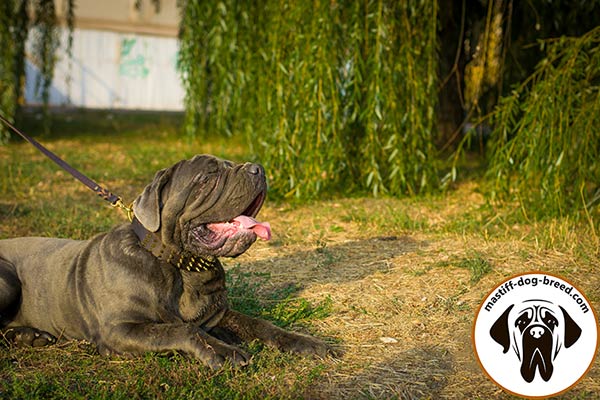 Adorned leather Mastino Napoletano collar