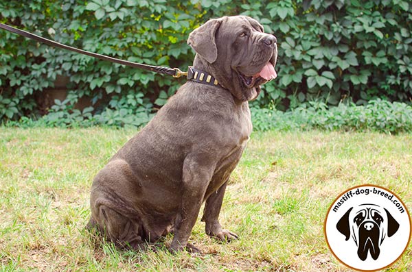 Leather Mastino Napoletano collar for walking in style 