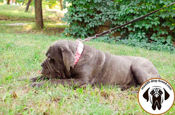 Leather Mastino Napoletano collar for fashion walking 