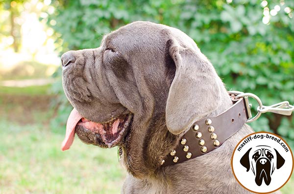 Walking wide leather Mastino Napoletano collar