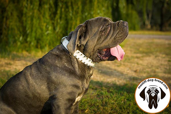 Luxury design leather Mastino Napoletano collar