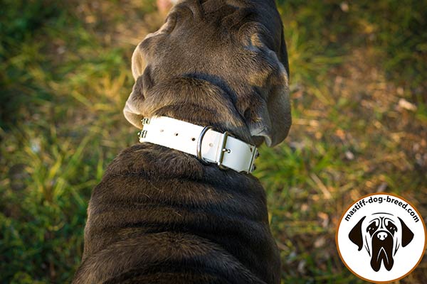 Leather Mastino Napoletano collar with nickel plated fittings