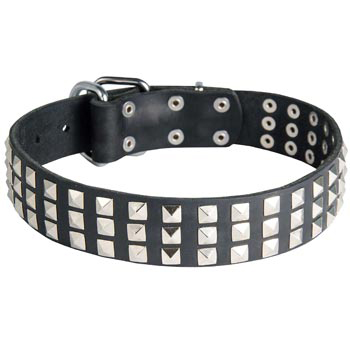 Studded Mastiff Collar