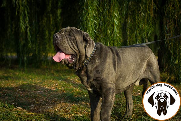 Smart design leather canine collar for Mastino Napoletano