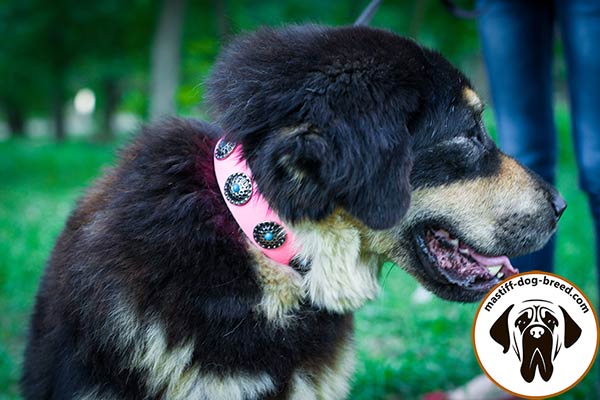 Rich-looking leather dog collar for Mastiff