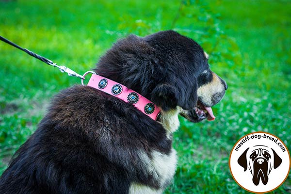 Pink leather dog collar for Mastiff with blue stones