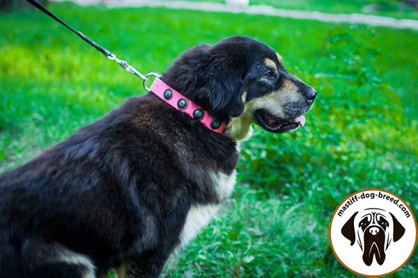 Up-to-trend leather dog collar for Mastiff