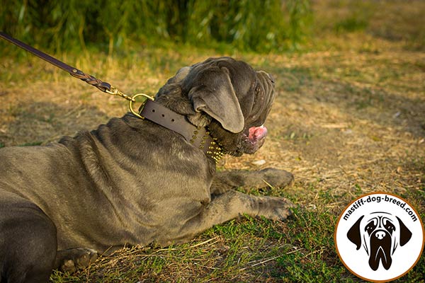 Modish leather dog collar for Mastino Napoletano