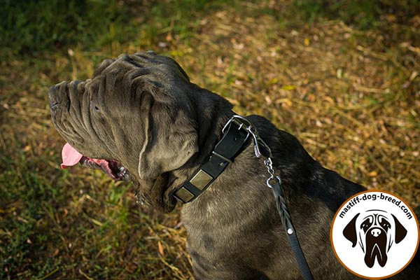 Leather dog collar for Mastino Napoletano with nickel covered plates