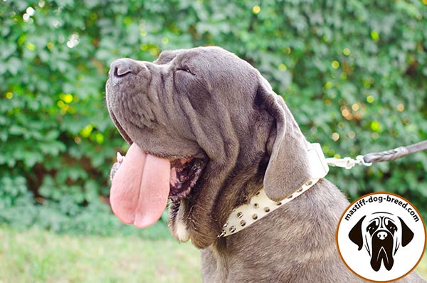 Exquisite leather dog collar for Mastino Napoletano daily activities
