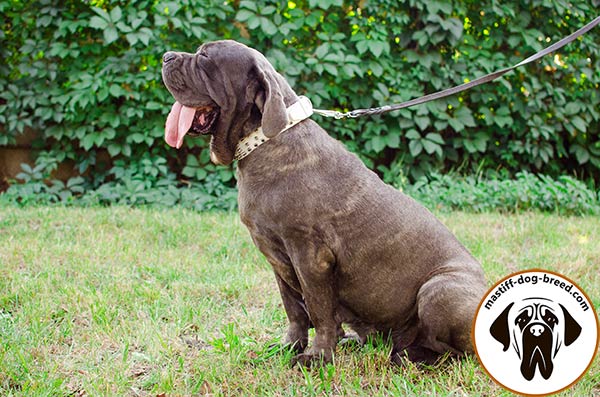 Noteworthy leather dog collar for Mastino Napoletano