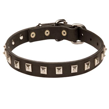 Mastiff Walking   Leather Collar with Studs