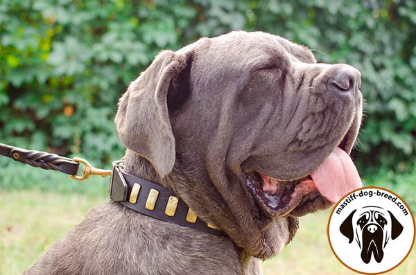 Distinguished leather Mastino Napoletano collar