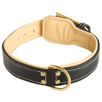Leather Dog Collar Padded for Mastiff Off Leash Training