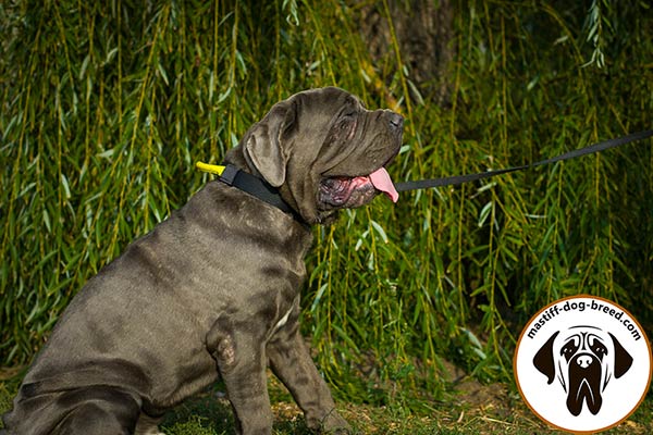 Resistant to water nylon Mastino Napoletano collar 